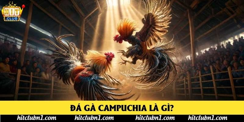 Đá Gà Campuchia Là Gì?